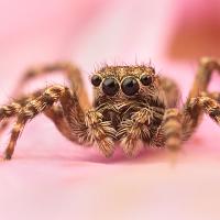 Jumping Spider - Sitticus pubescens 6 